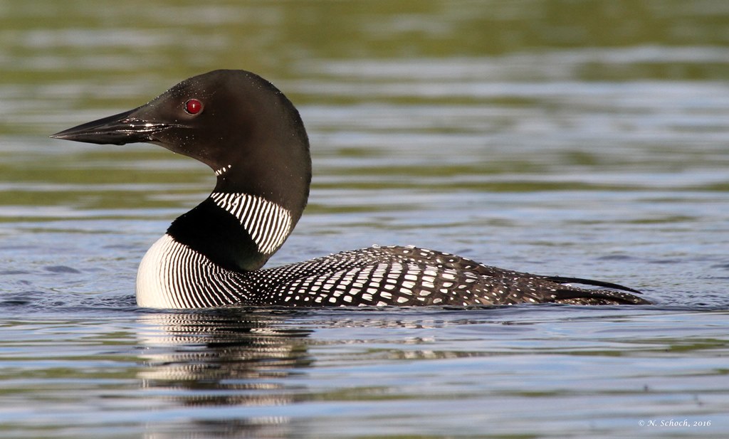 Loon